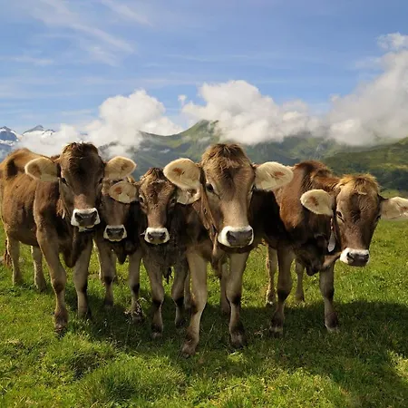 شاليه Brugger Chaletdorf